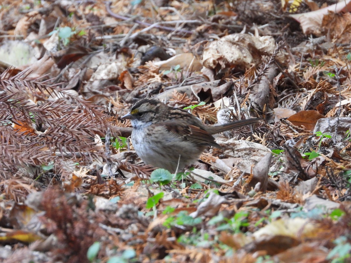 White-throated Sparrow - ML646135322