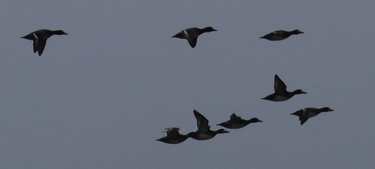 Lesser Scaup - ML646135323