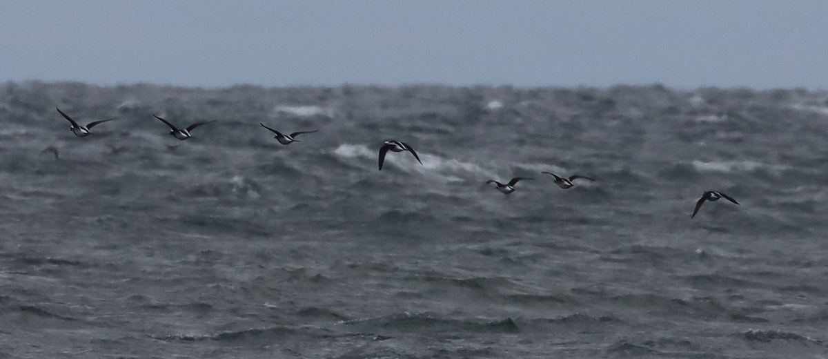 Long-tailed Duck - ML646135339