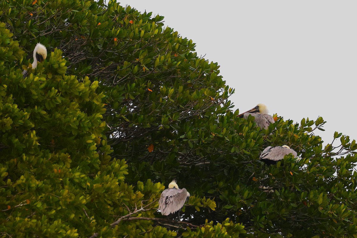 Brown Pelican - ML646135342