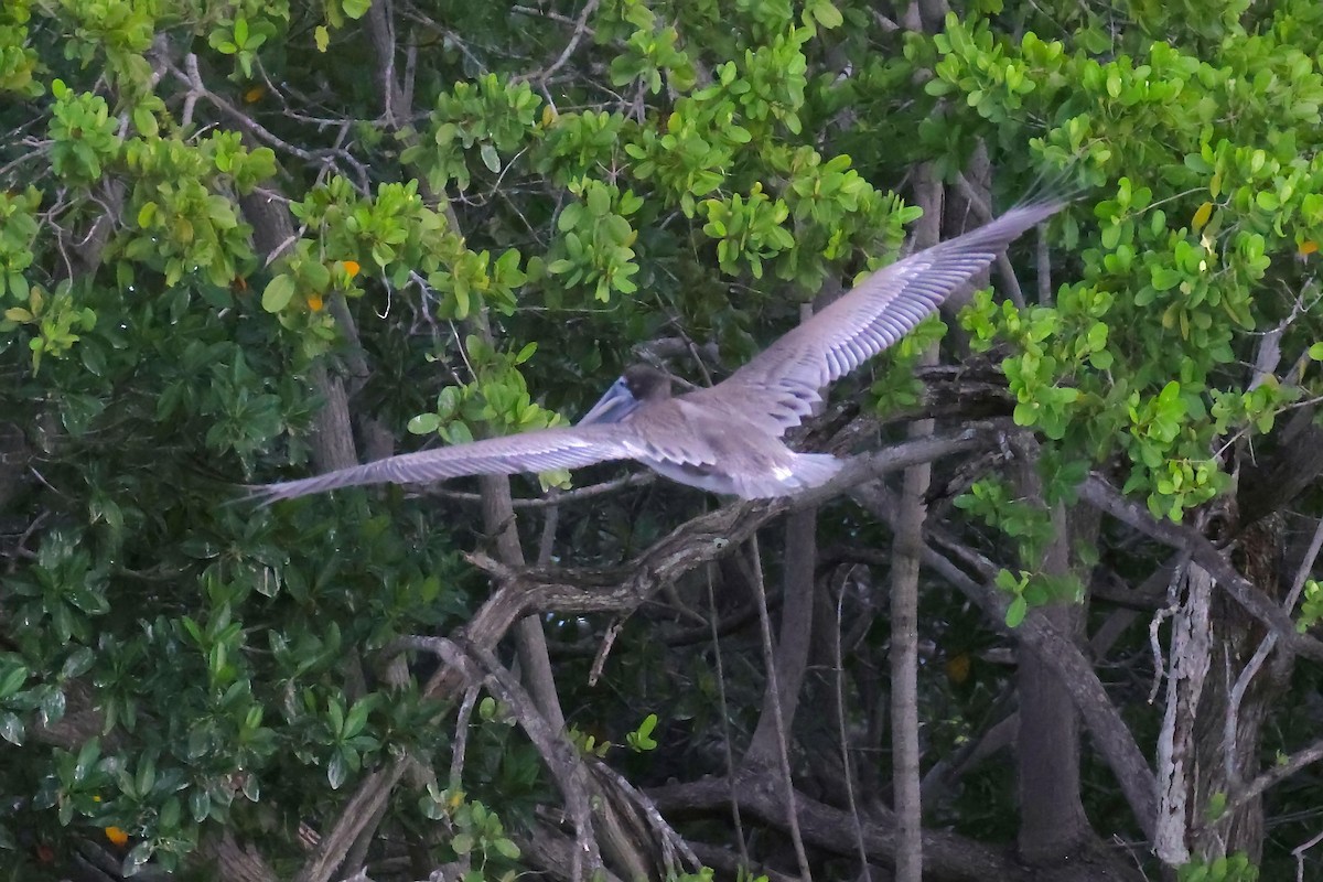 Brown Pelican - ML646135343