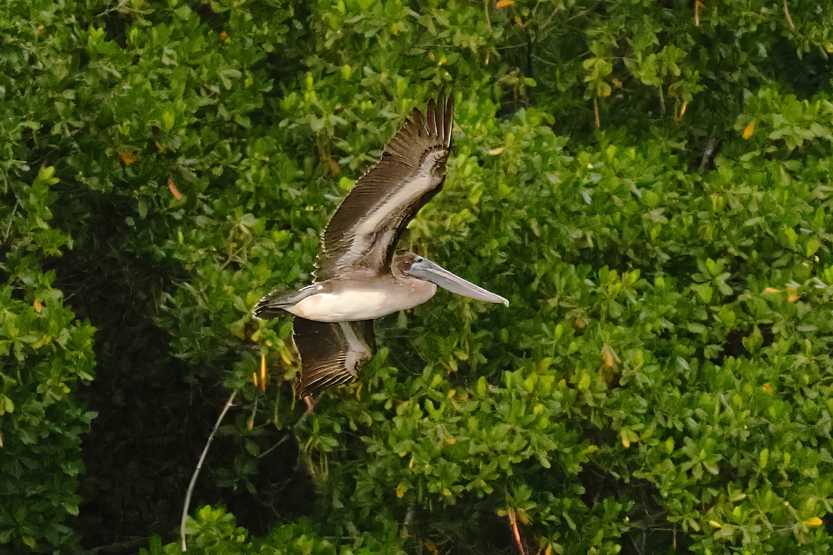 Brown Pelican - ML646135344