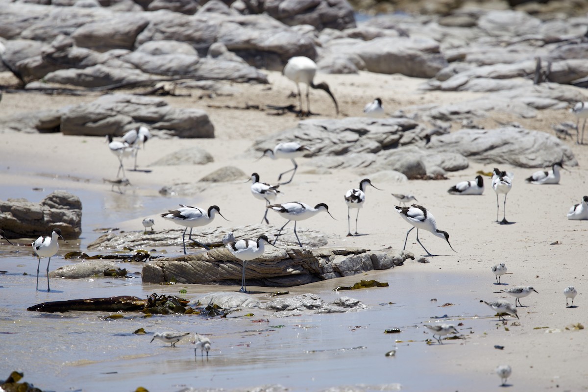 Pied Avocet - ML646135354