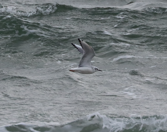 Bonaparte's Gull - ML646135358