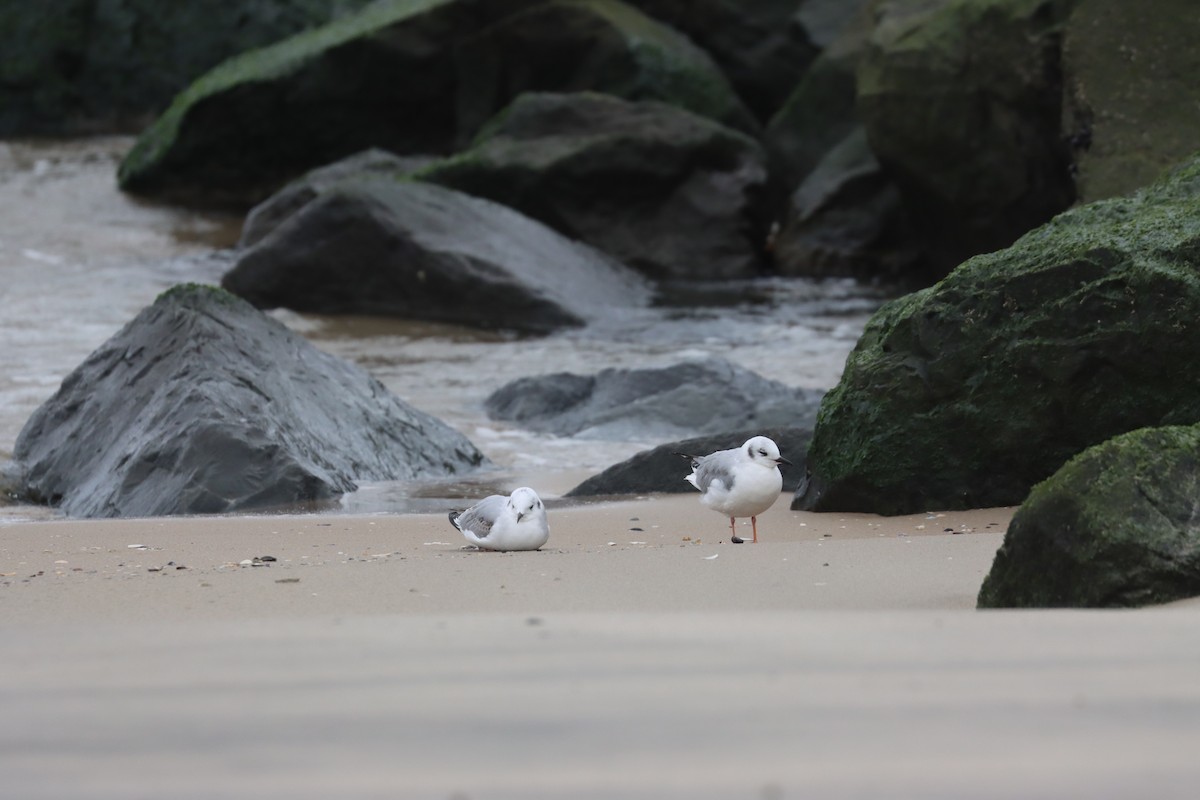 Bonaparte's Gull - ML646135359