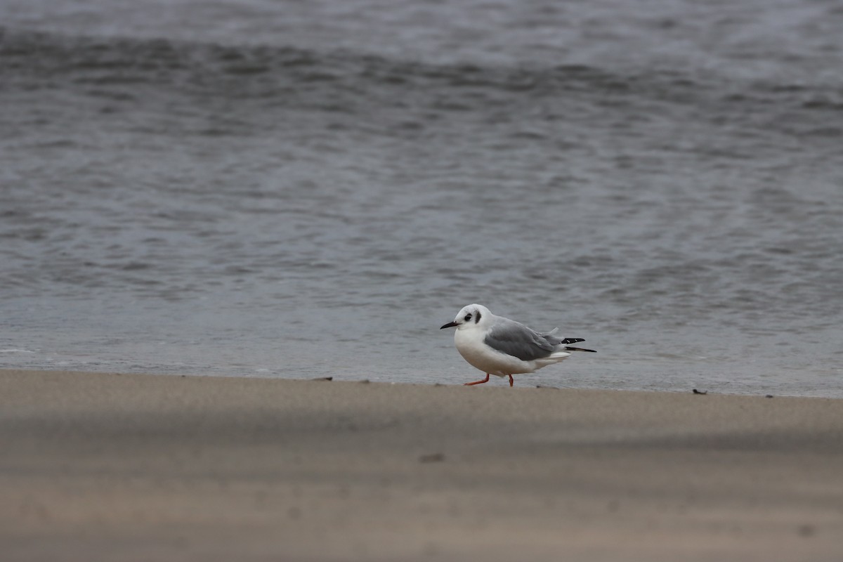 Bonaparte's Gull - ML646135360