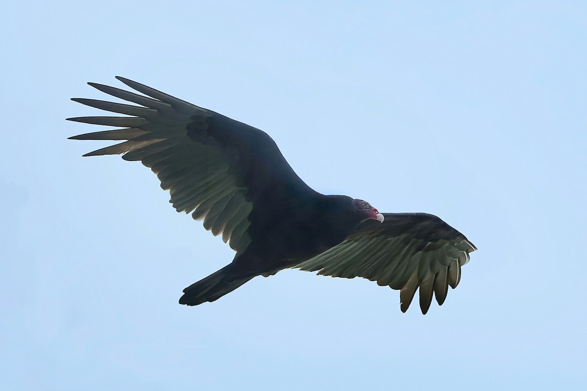 Turkey Vulture - ML646135361