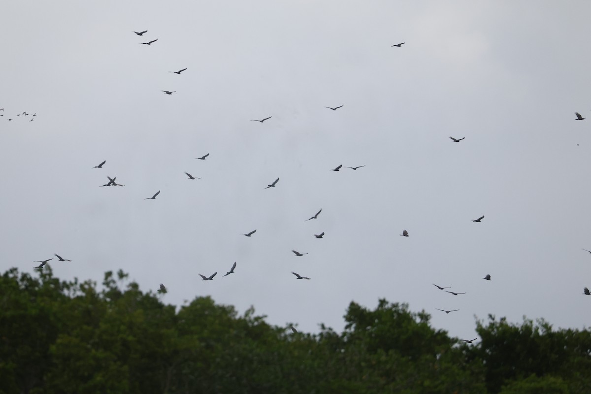 Turkey Vulture - ML646135362