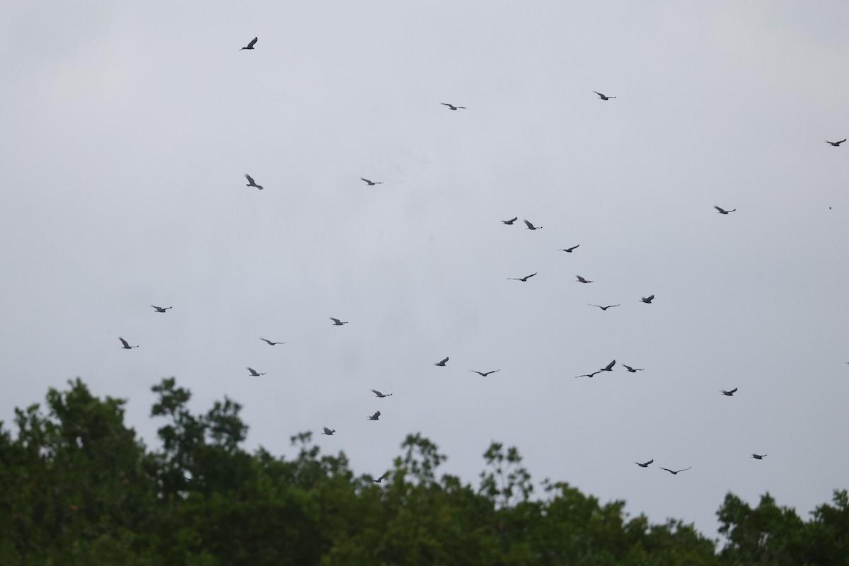 Turkey Vulture - ML646135363
