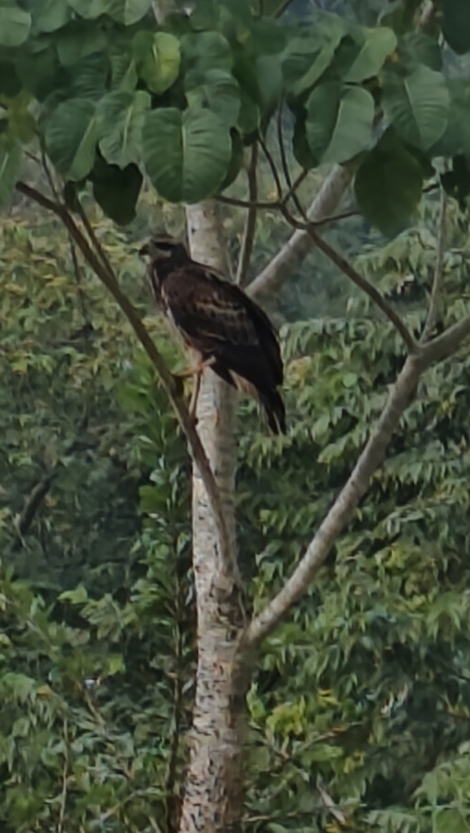 Great Black Hawk - ML646135364