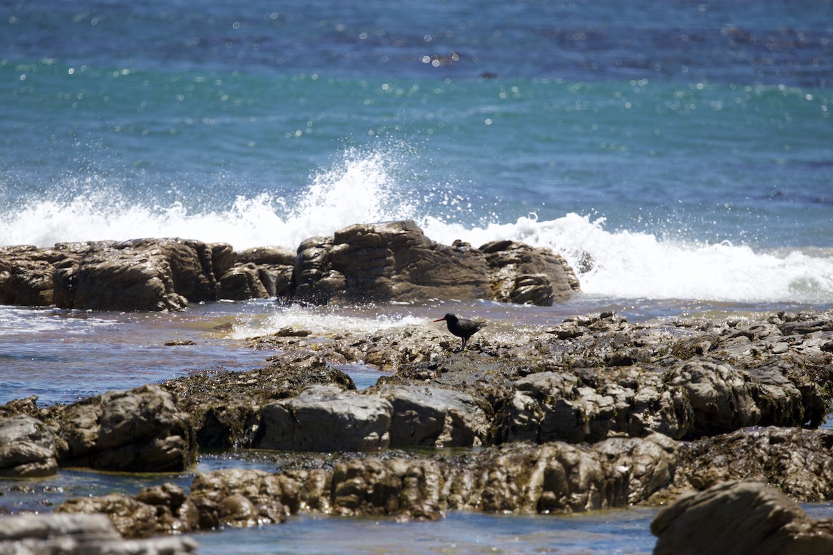 African Oystercatcher - ML646135366