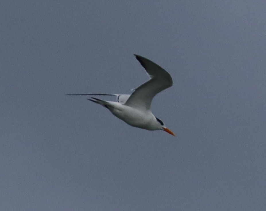 Royal Tern - ML646135367