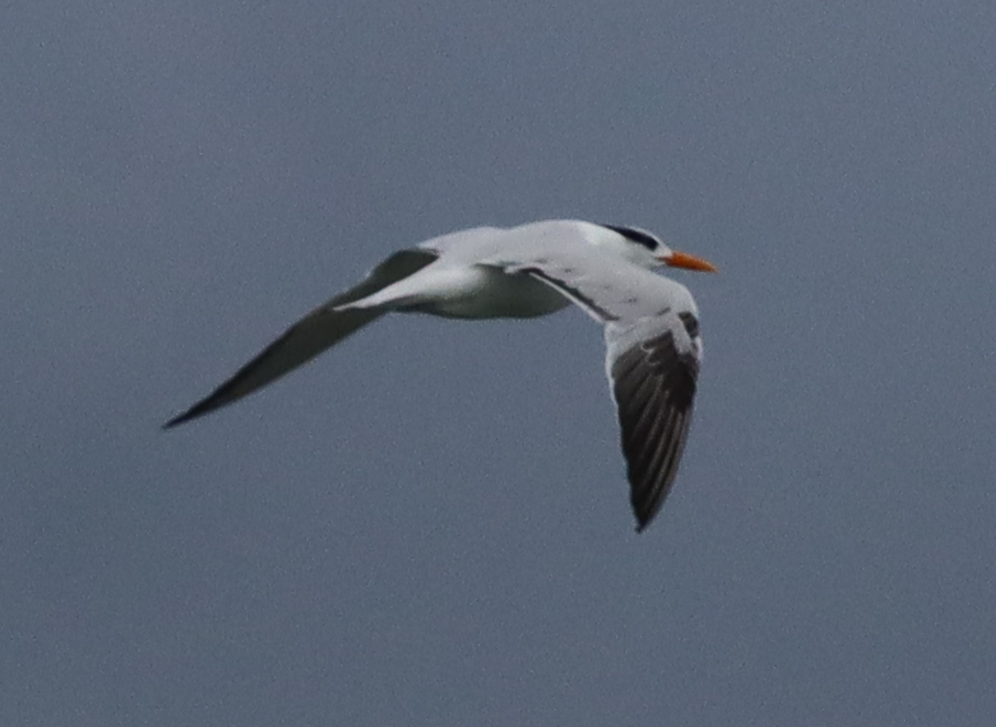 Royal Tern - ML646135368