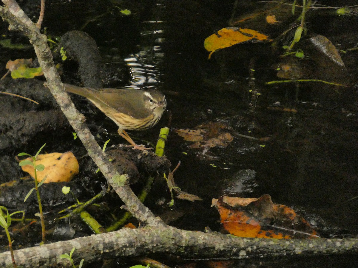 Louisiana Waterthrush - ML646135377