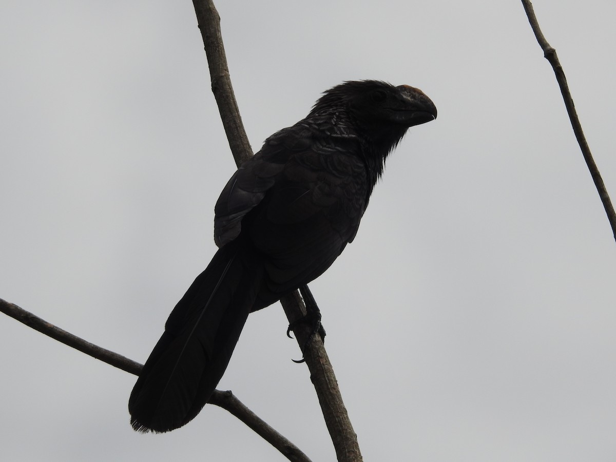 Smooth-billed Ani - ML646135378