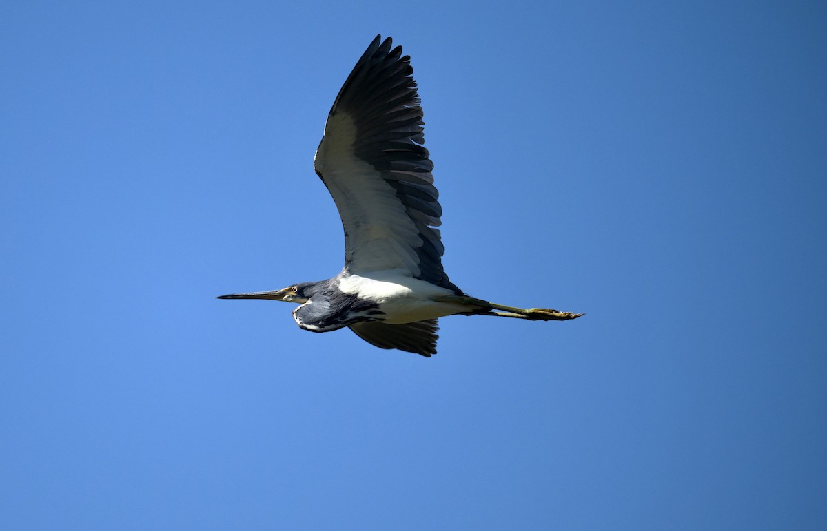 Tricolored Heron - ML646135382
