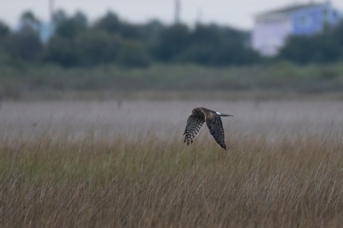 Northern Harrier - ML646135383