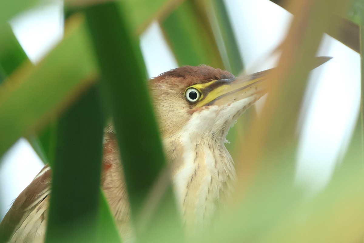 Least Bittern - ML646135386