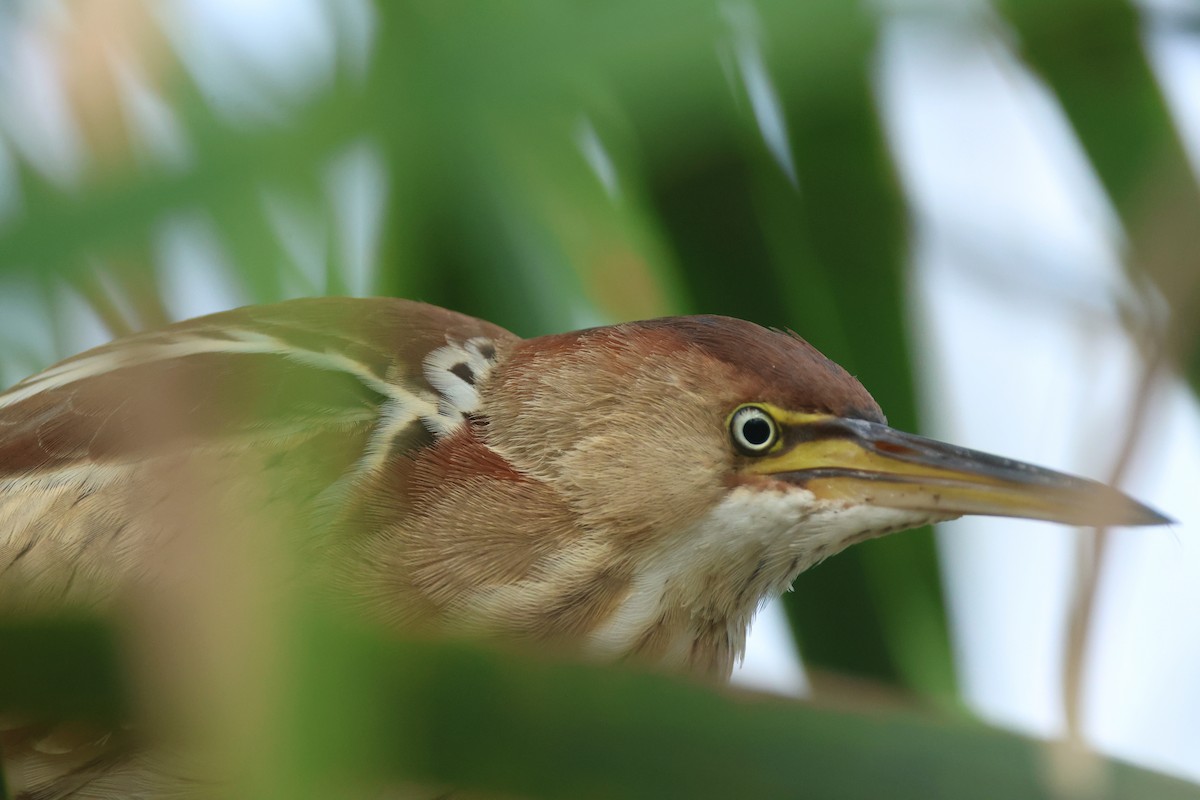 Least Bittern - ML646135387