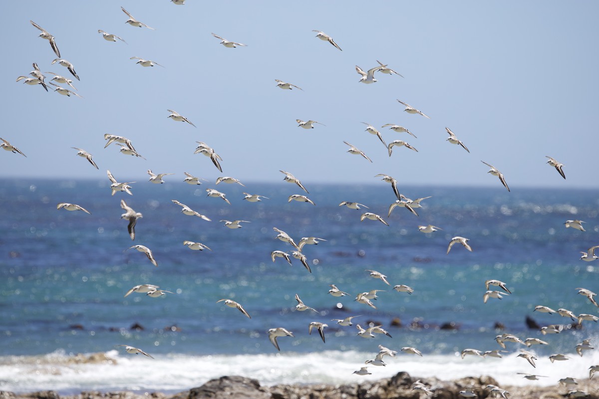 Sanderling - ML646135390