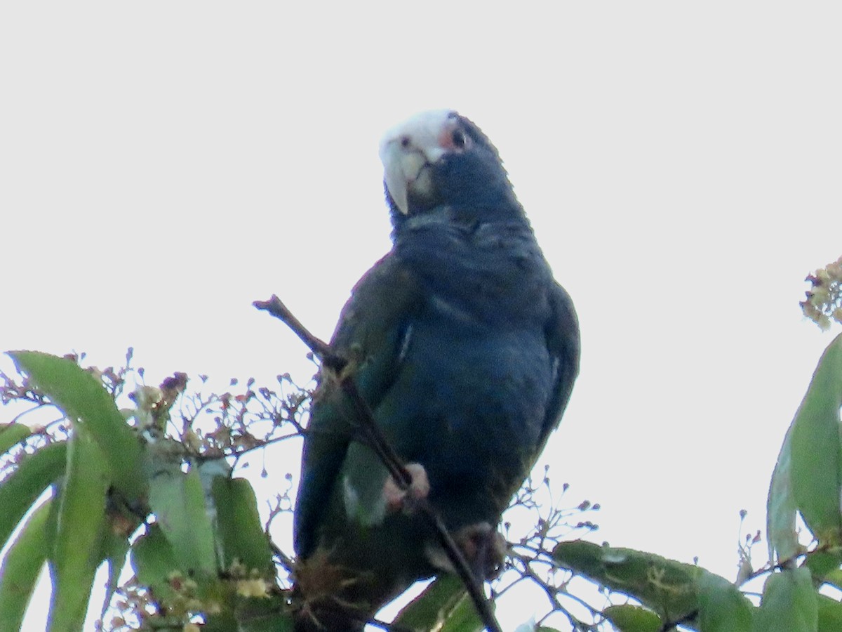 Loro Senil - ML646135402