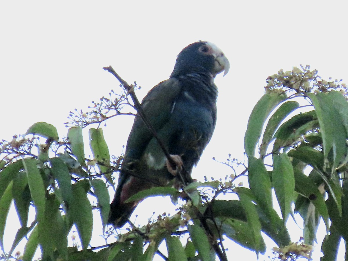 Loro Senil - ML646135404