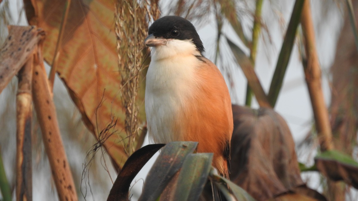 Long-tailed Shrike (tricolor/longicaudatus) - ML646135411