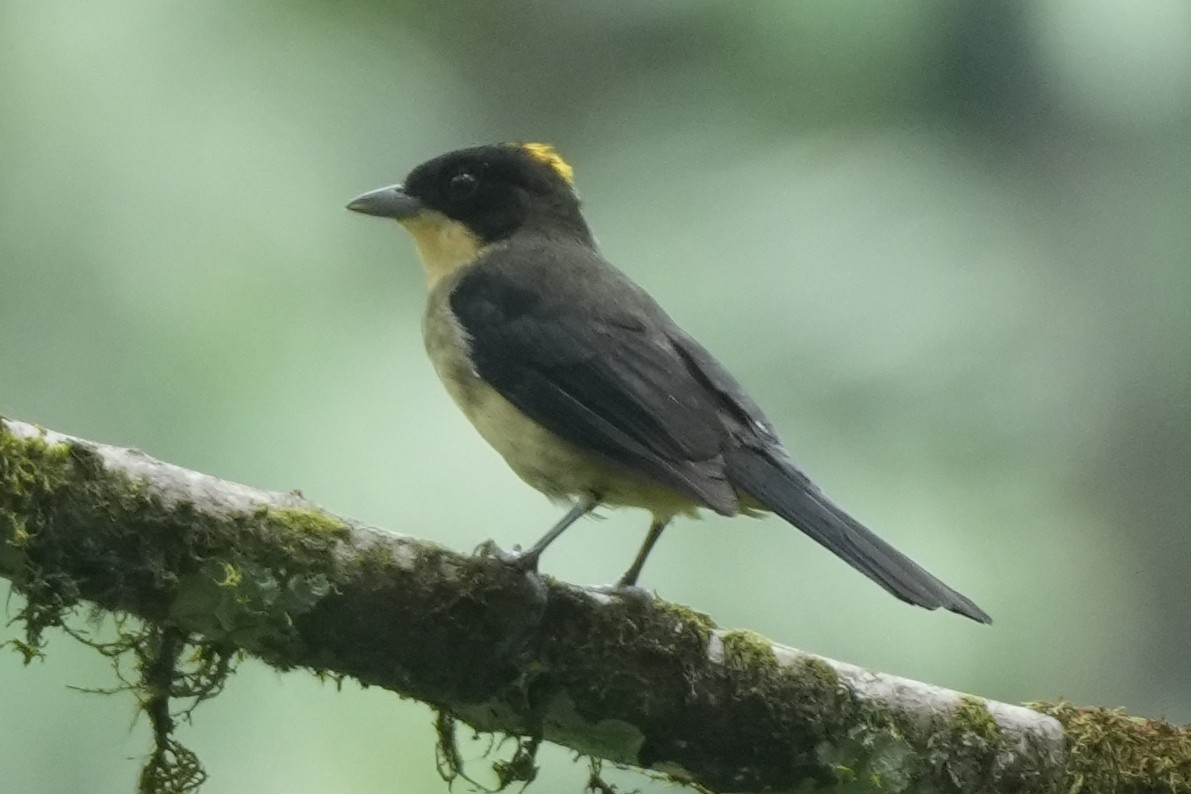 Black-goggled Tanager - ML646135413