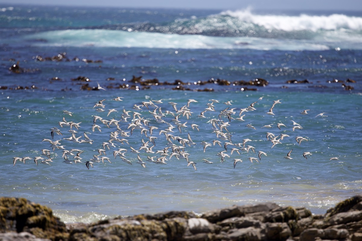 Sanderling - ML646135418