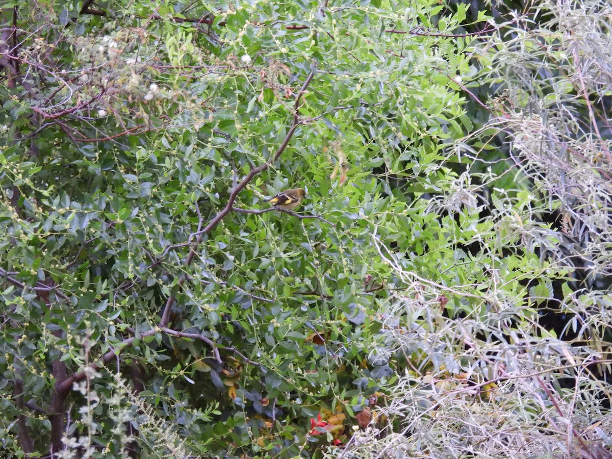 Hooded Siskin - ML646135423