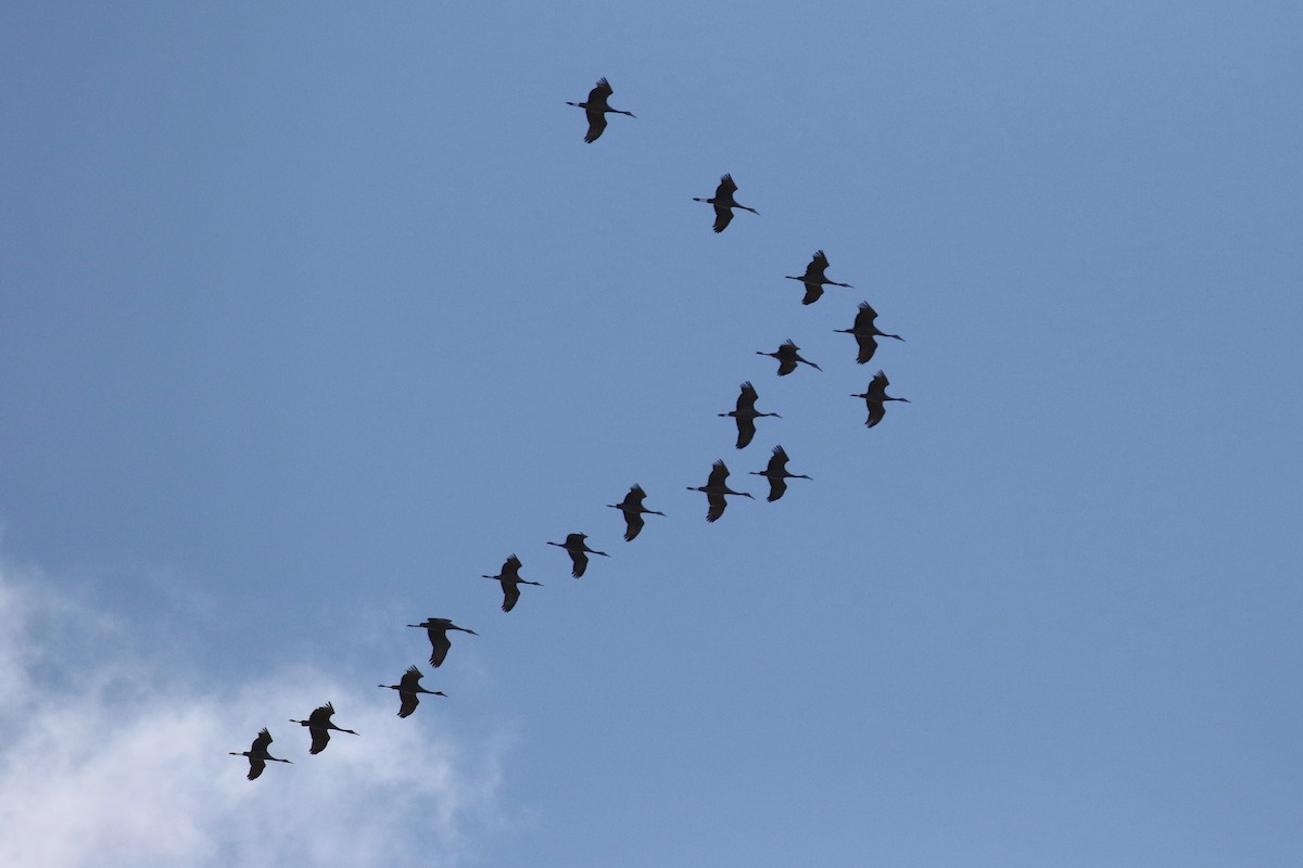 Sandhill Crane - ML646135424