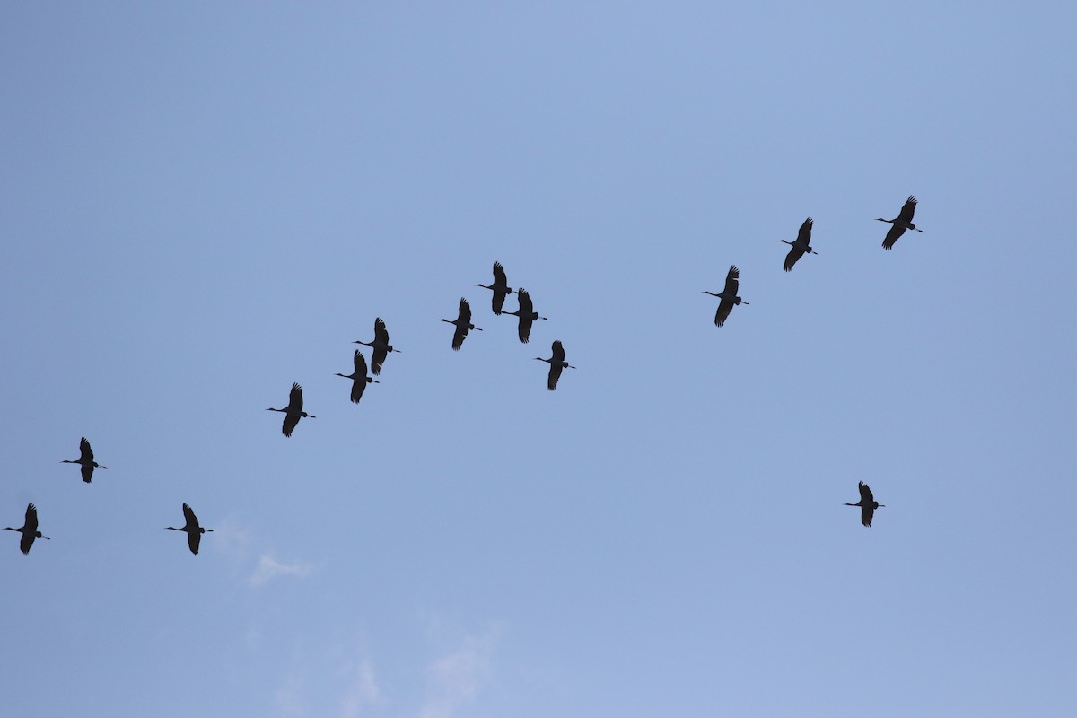 Sandhill Crane - ML646135425