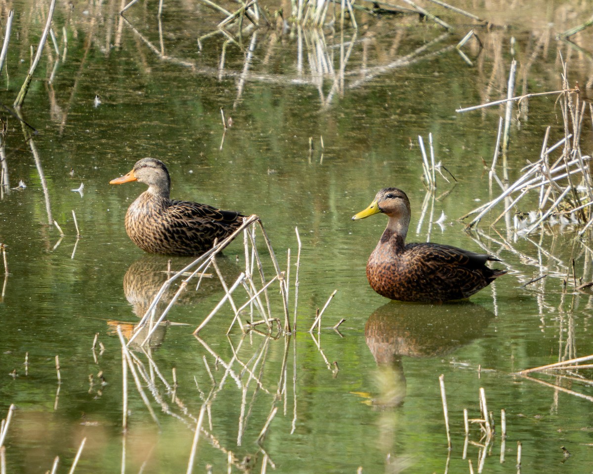 Mexican Duck - ML646135427