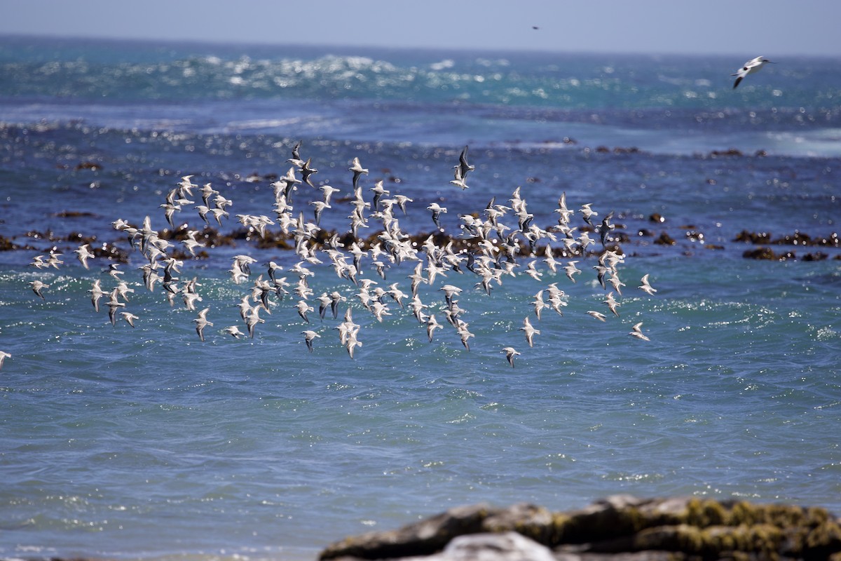 Sanderling - ML646135428