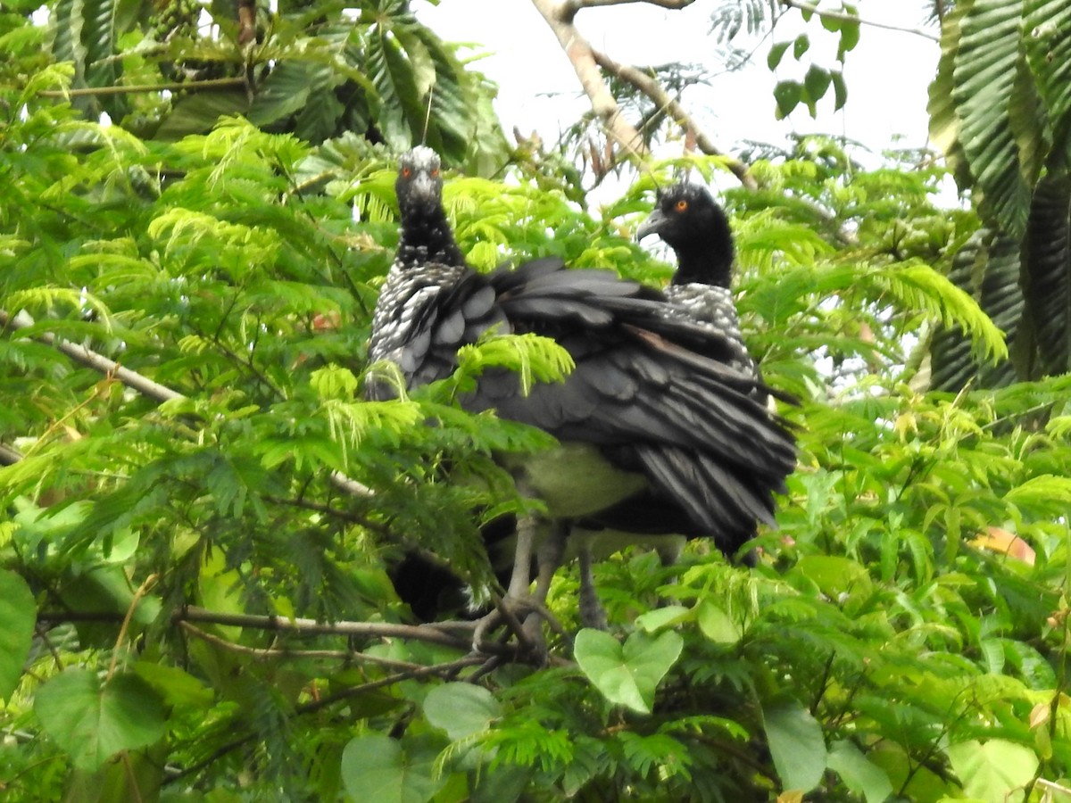 Chajá Añuma - ML646135429