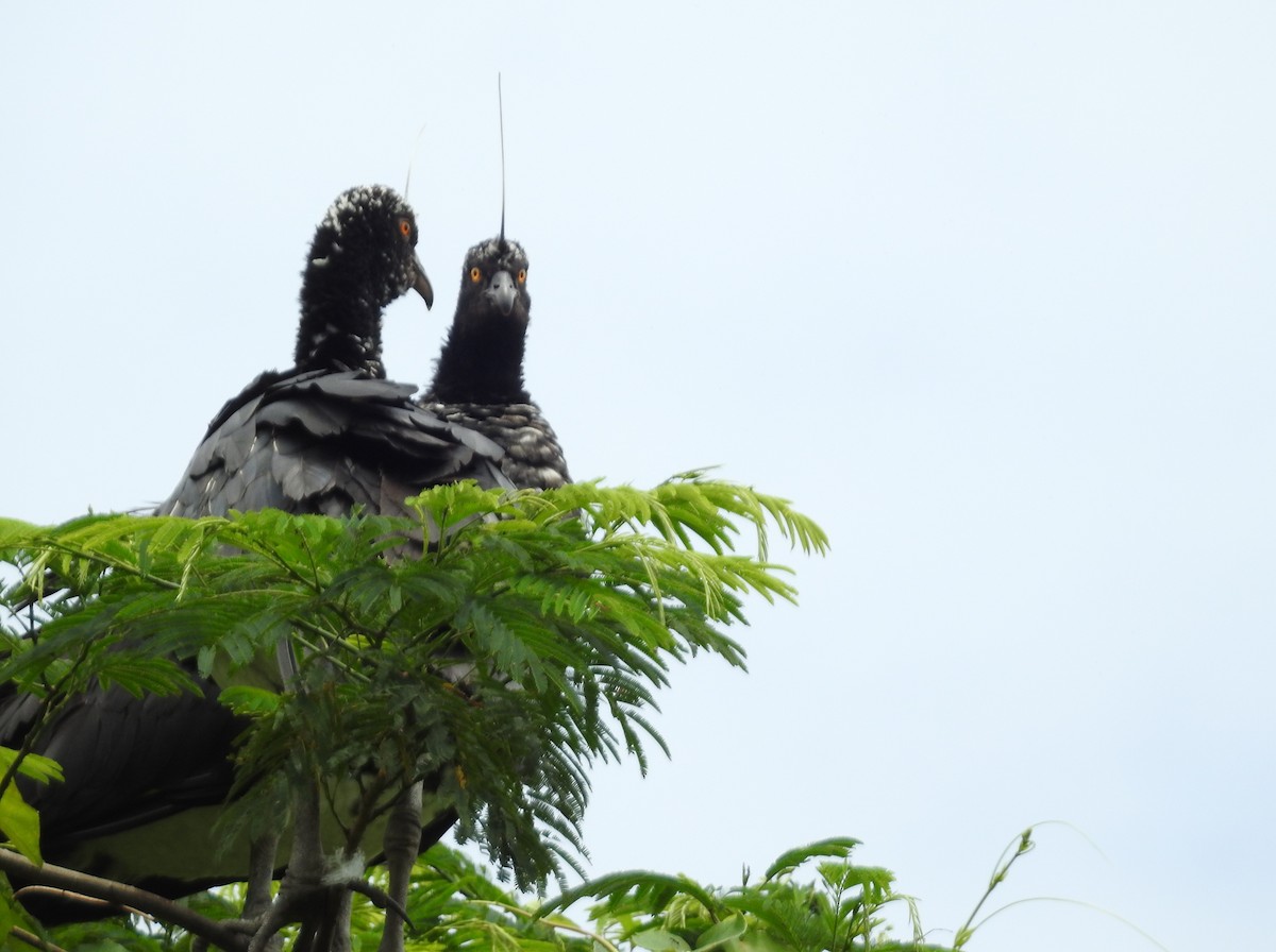 Chajá Añuma - ML646135430