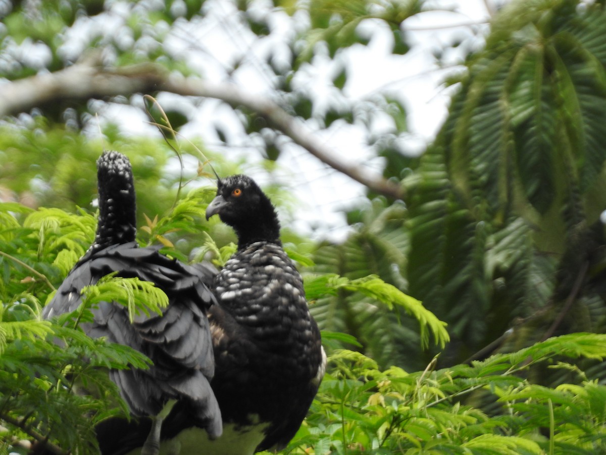 Chajá Añuma - ML646135431