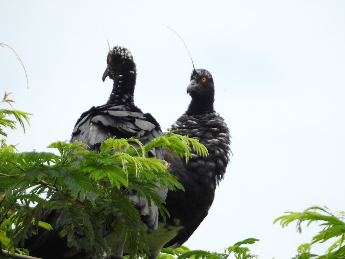 Chajá Añuma - ML646135432