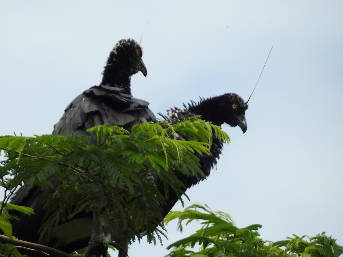 Chajá Añuma - ML646135433