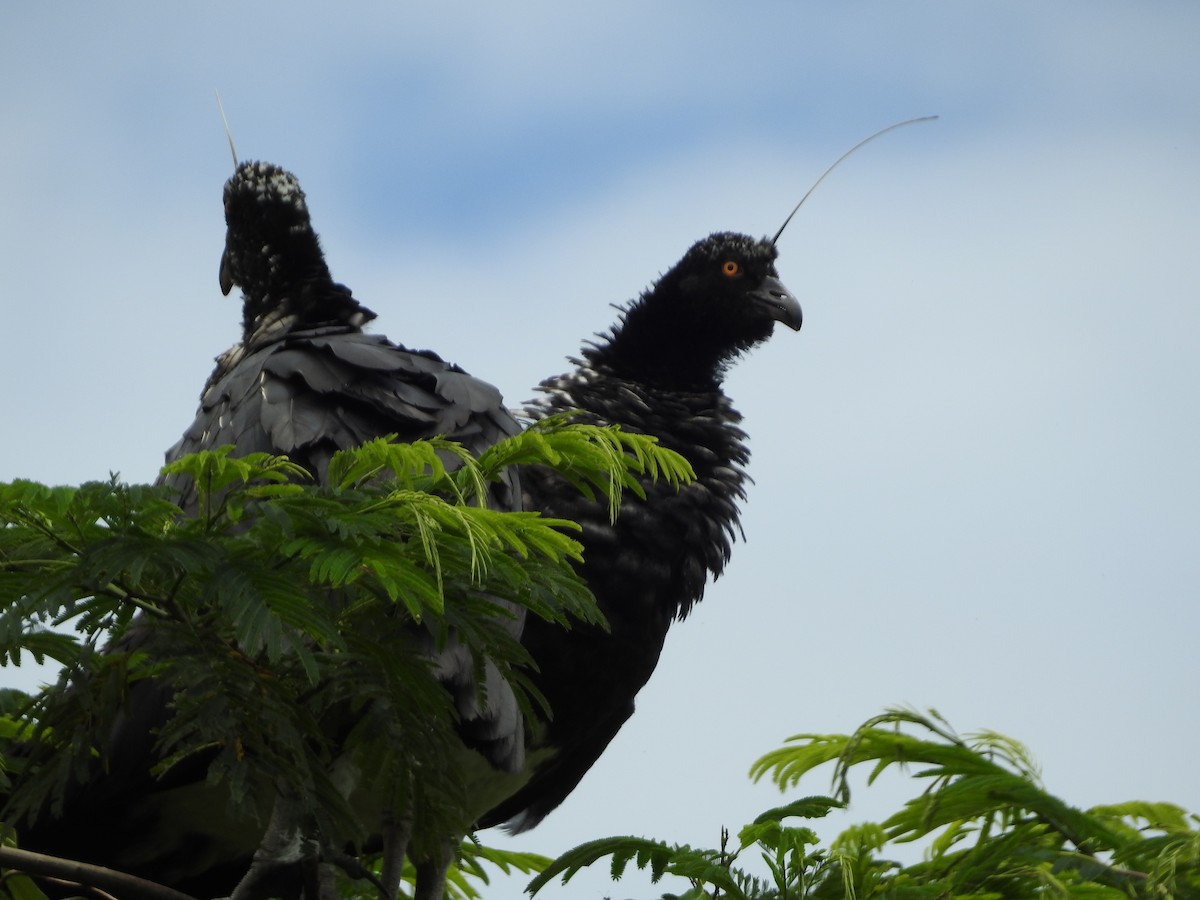 Chajá Añuma - ML646135434