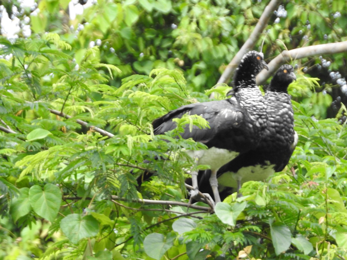 Chajá Añuma - ML646135435