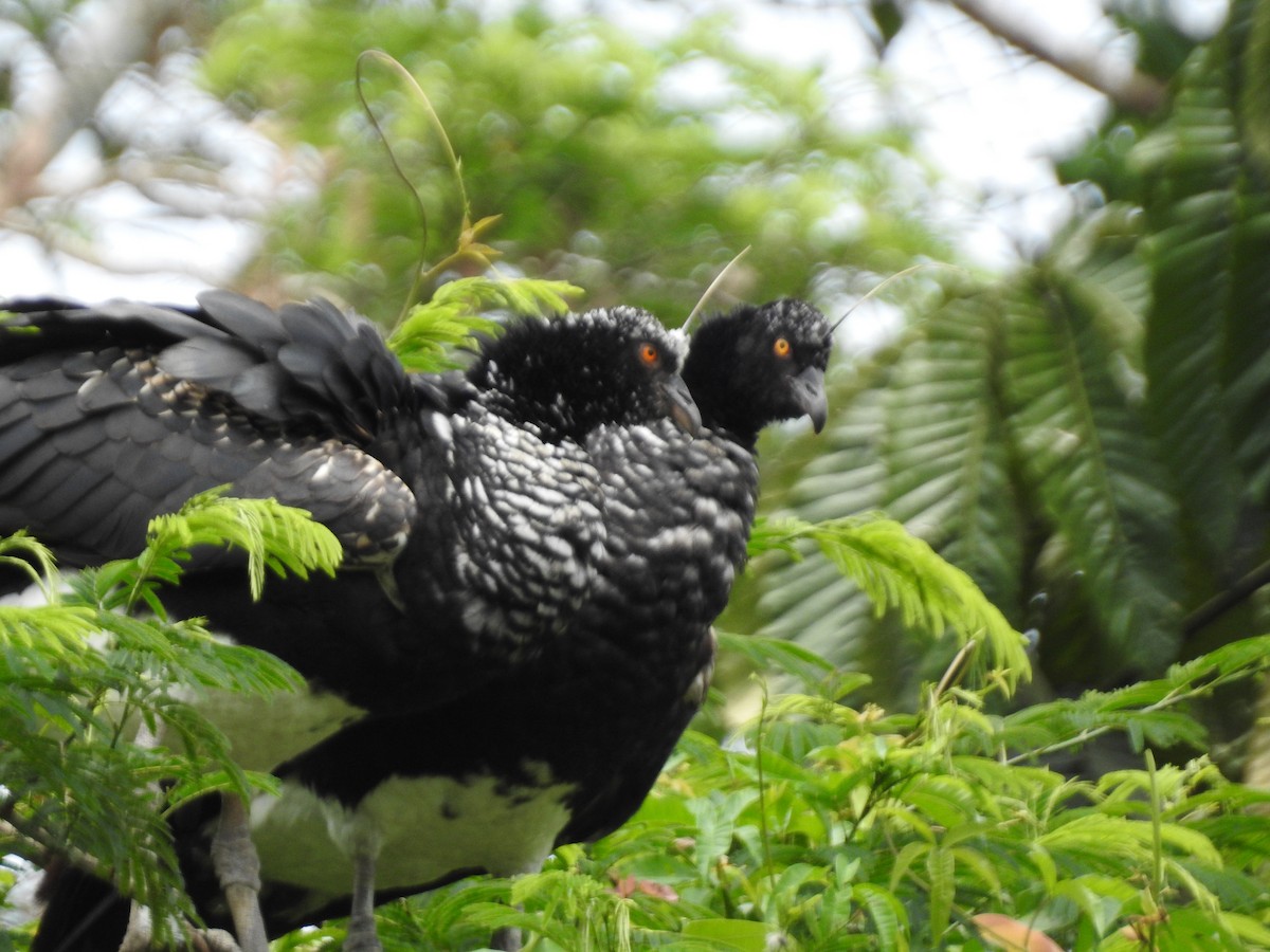 Chajá Añuma - ML646135436