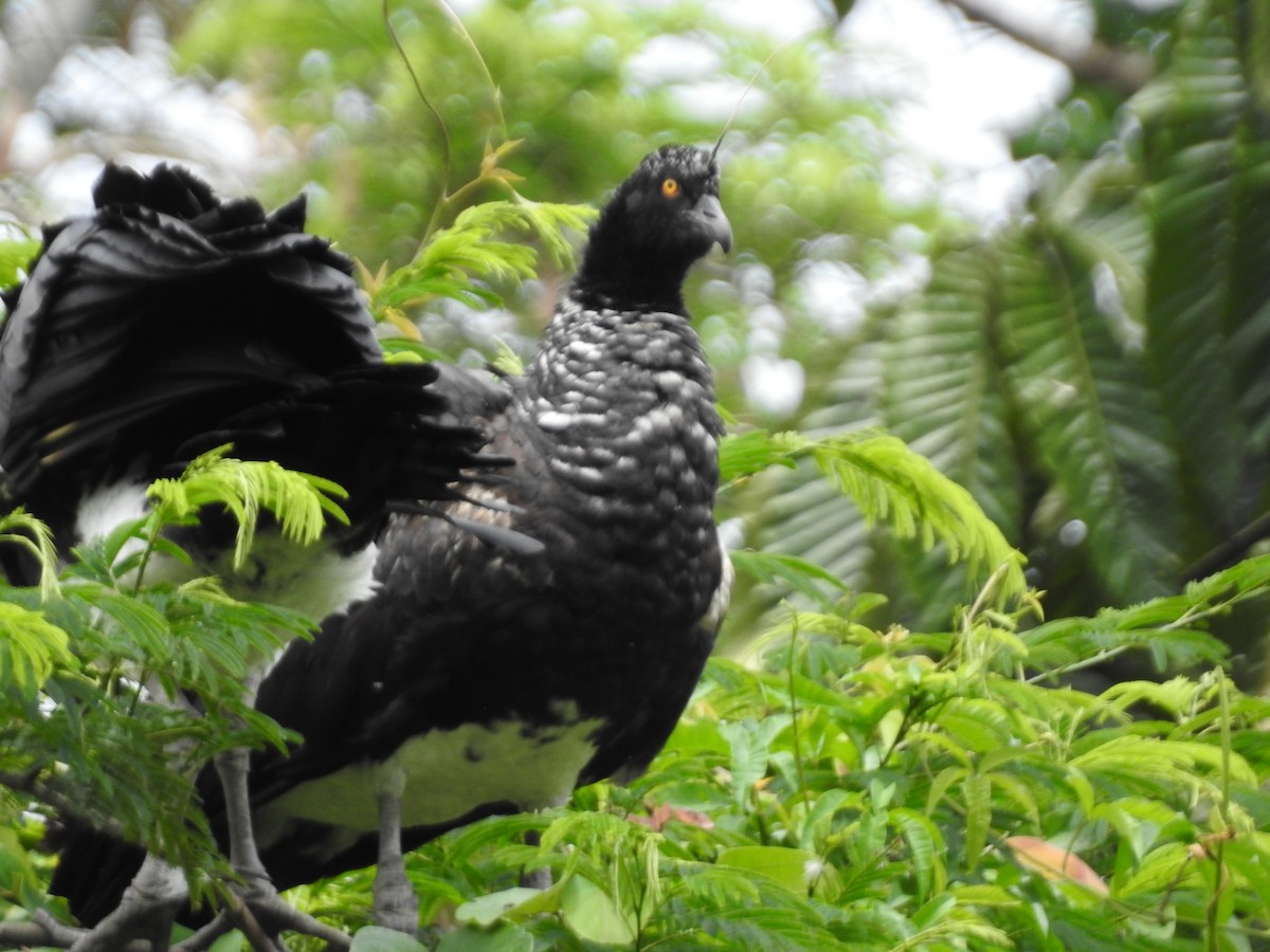 Chajá Añuma - ML646135437