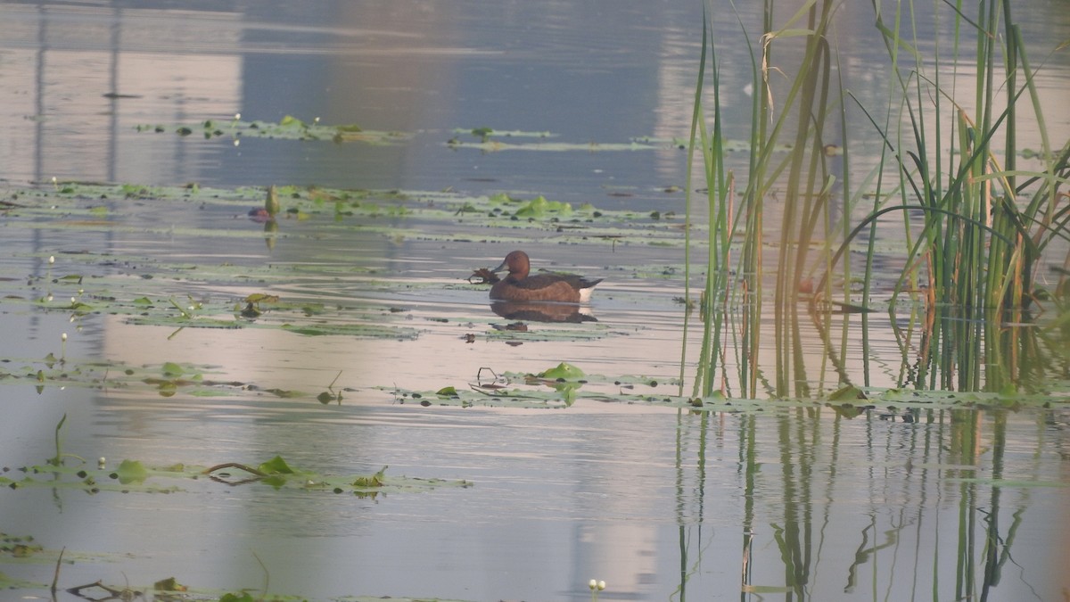 Ferruginous Duck - ML646135440
