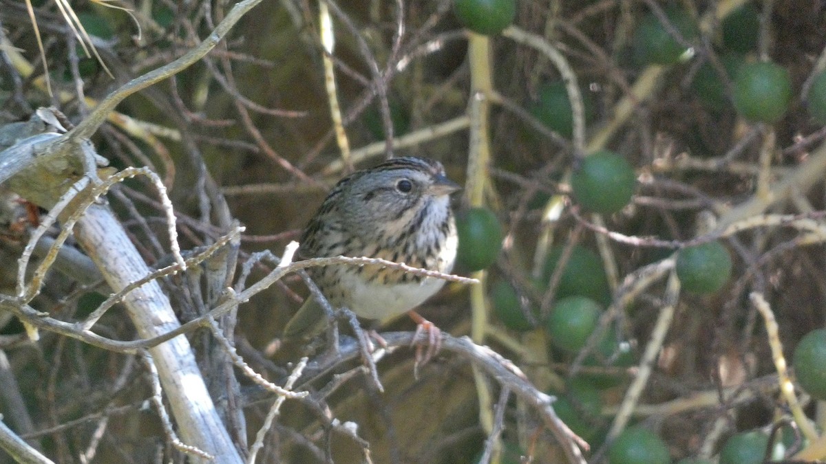 strnadec pruhohlavý - ML646135441