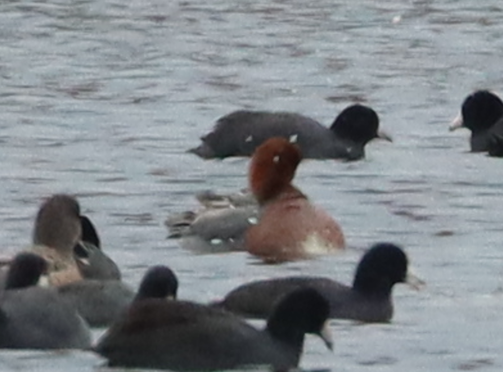 Eurasian Wigeon - ML646135444