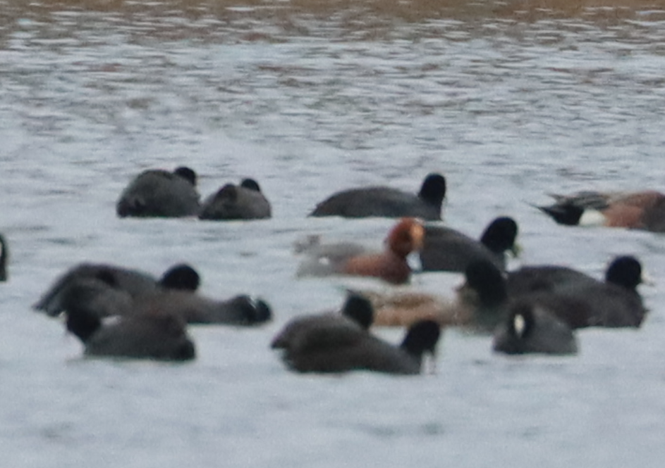 Eurasian Wigeon - ML646135445