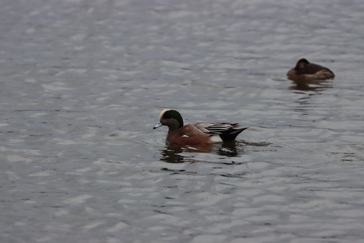American Wigeon - ML646135447