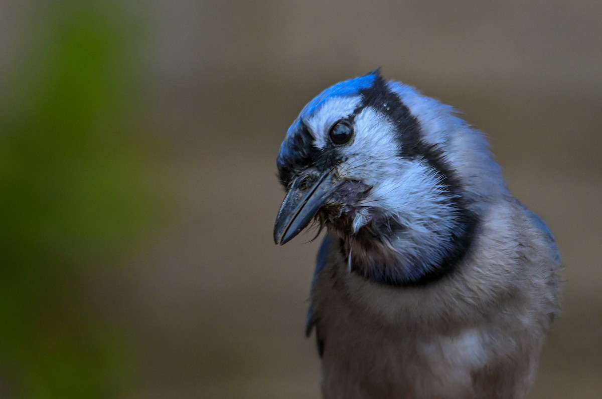 Blue Jay - ML646135448