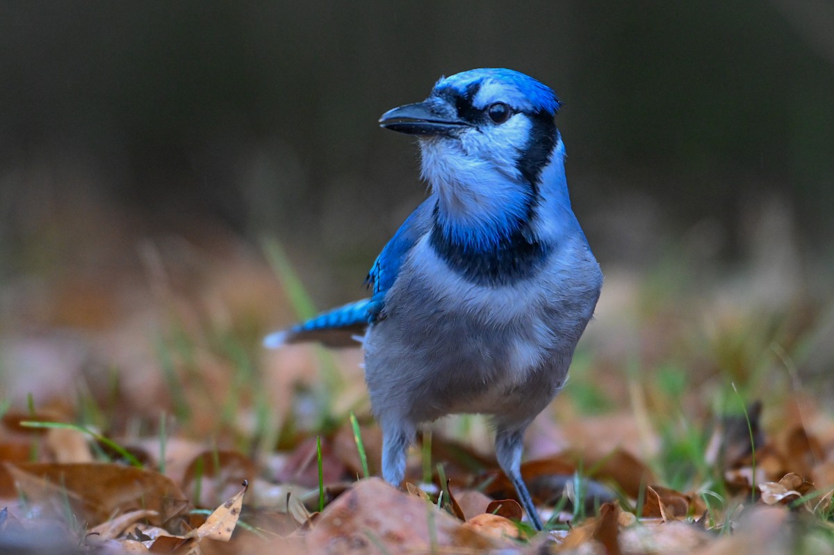 Blue Jay - ML646135449